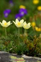 Alpen Anemone (8)